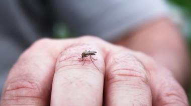 El AMBA, inundada de mosquitos