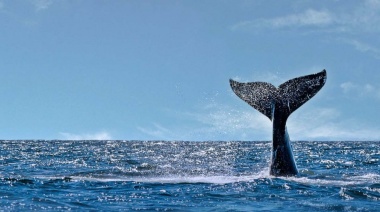 Ballenas: las visitantes ilustres de la Península Valdes