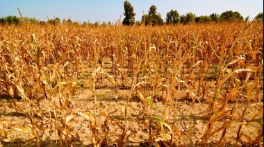 La sequía no perdona: el campo sufriría pérdidas de casi US$ 3.000 millones