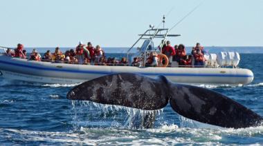 Puerto Pirámides recibió con los brazos abiertos a las primeras ballenas