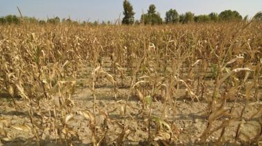 La sequía será para el Gobierno: 7 millones de hectáreas afectadas por la falta de lluvias