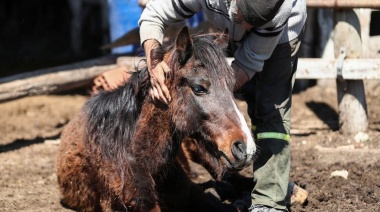 En los últimos días, el Senasa confirmó casos positivos de encefalomielitis equina en Corrientes y Santa Fe